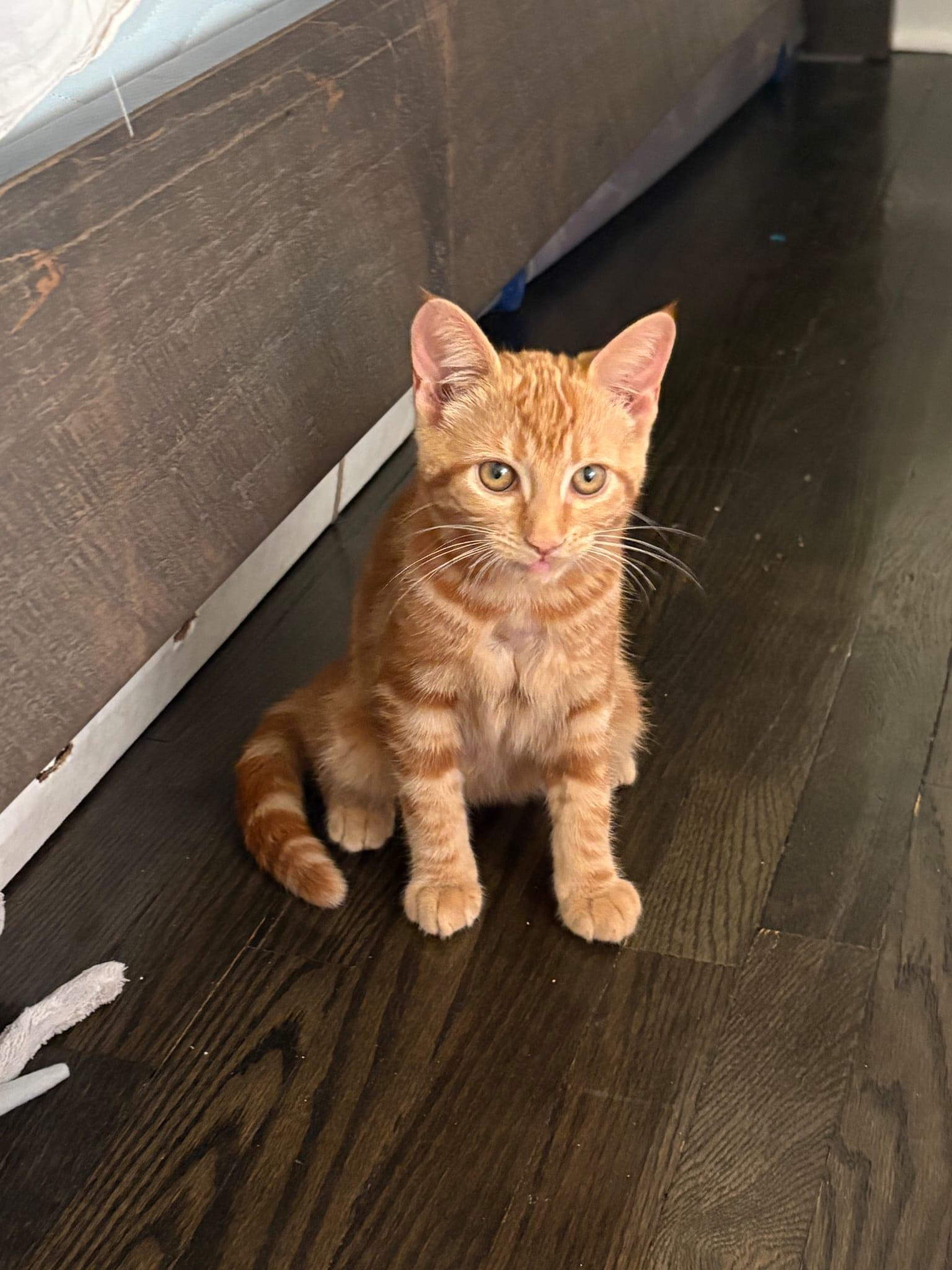 Enlarge Bumblebee, an adoption pending Domestic Short Hair in Cambridge, ON image 1/3