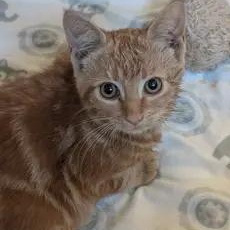 Enlarge Bumblebee, an adoption pending Domestic Short Hair in Cambridge, ON image 3/3