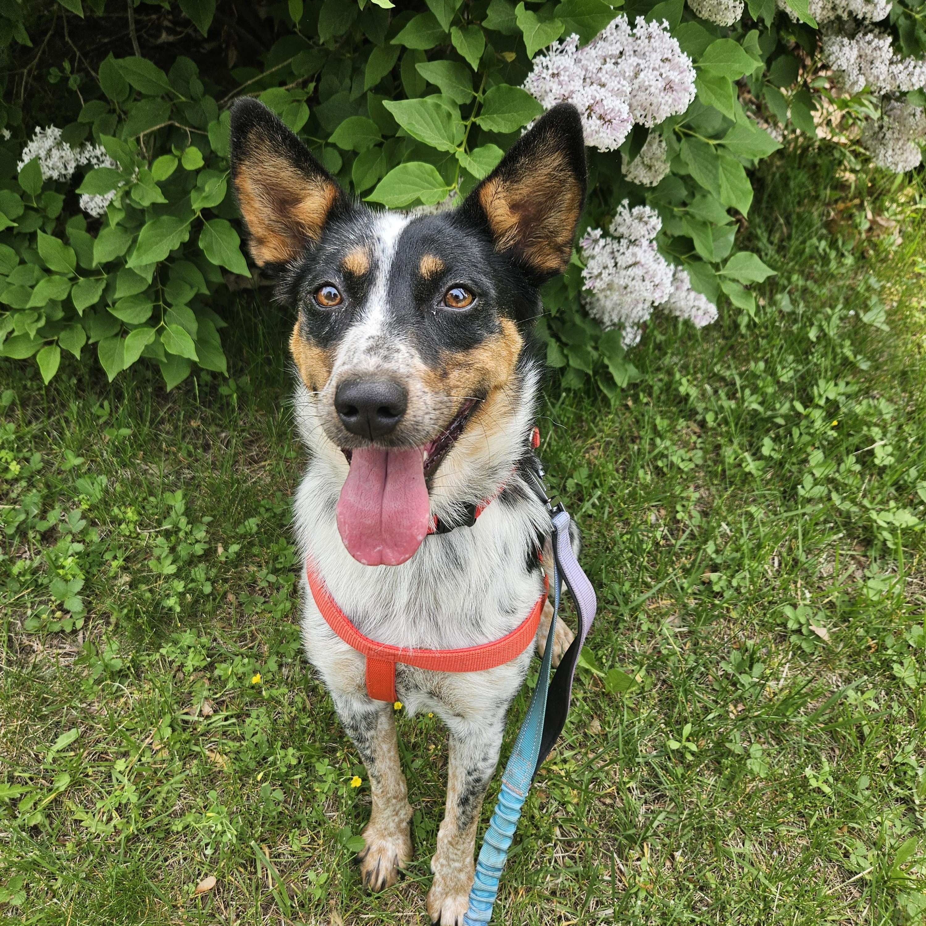 Enlarge Callie, a ADOPTABLE mixed breed in Dover, NH image 1/5