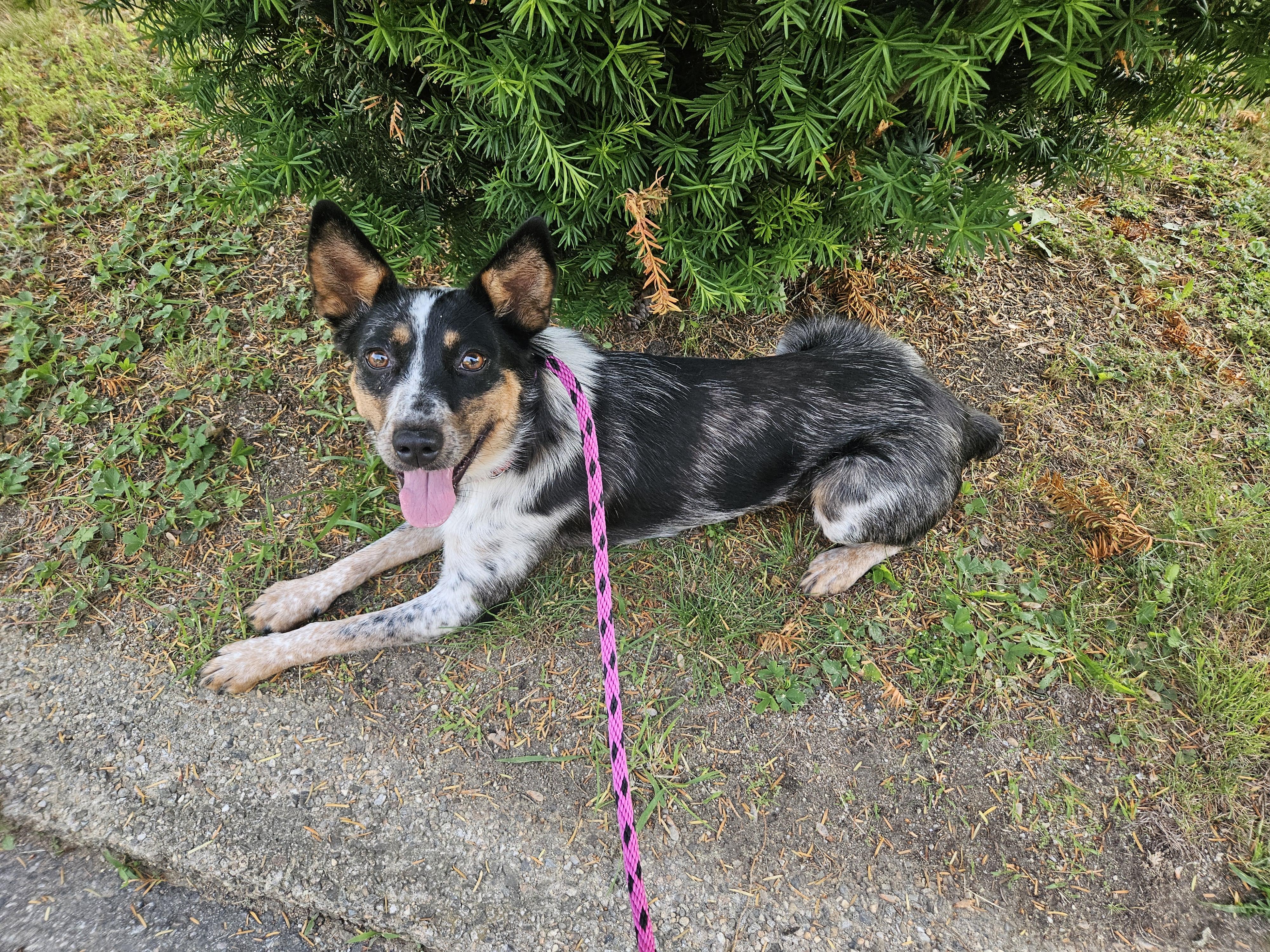 Enlarge Callie, a ADOPTABLE mixed breed in Dover, NH image 4/5