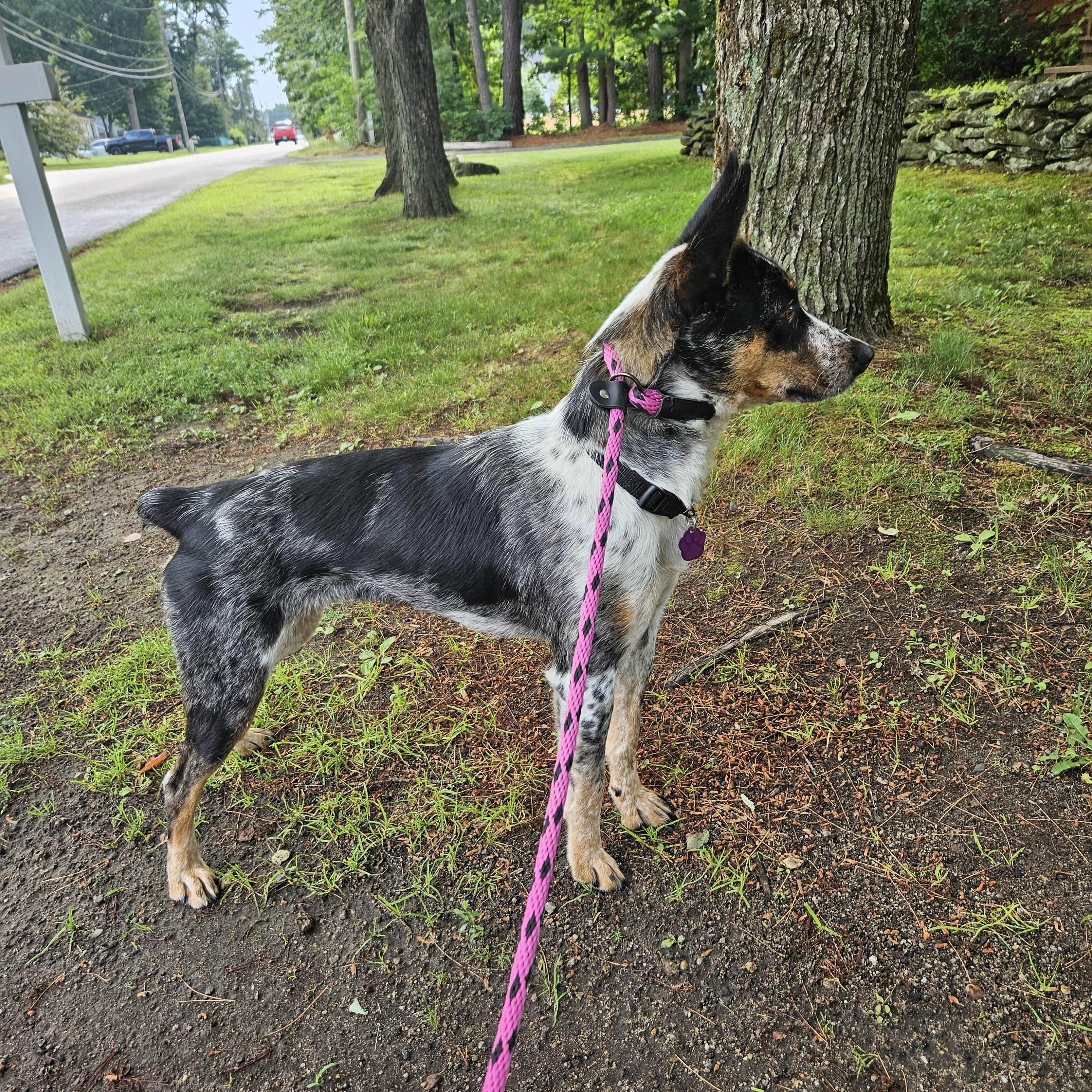 Callie, a ADOPTABLE mixed breed in Dover, NH image 2/4