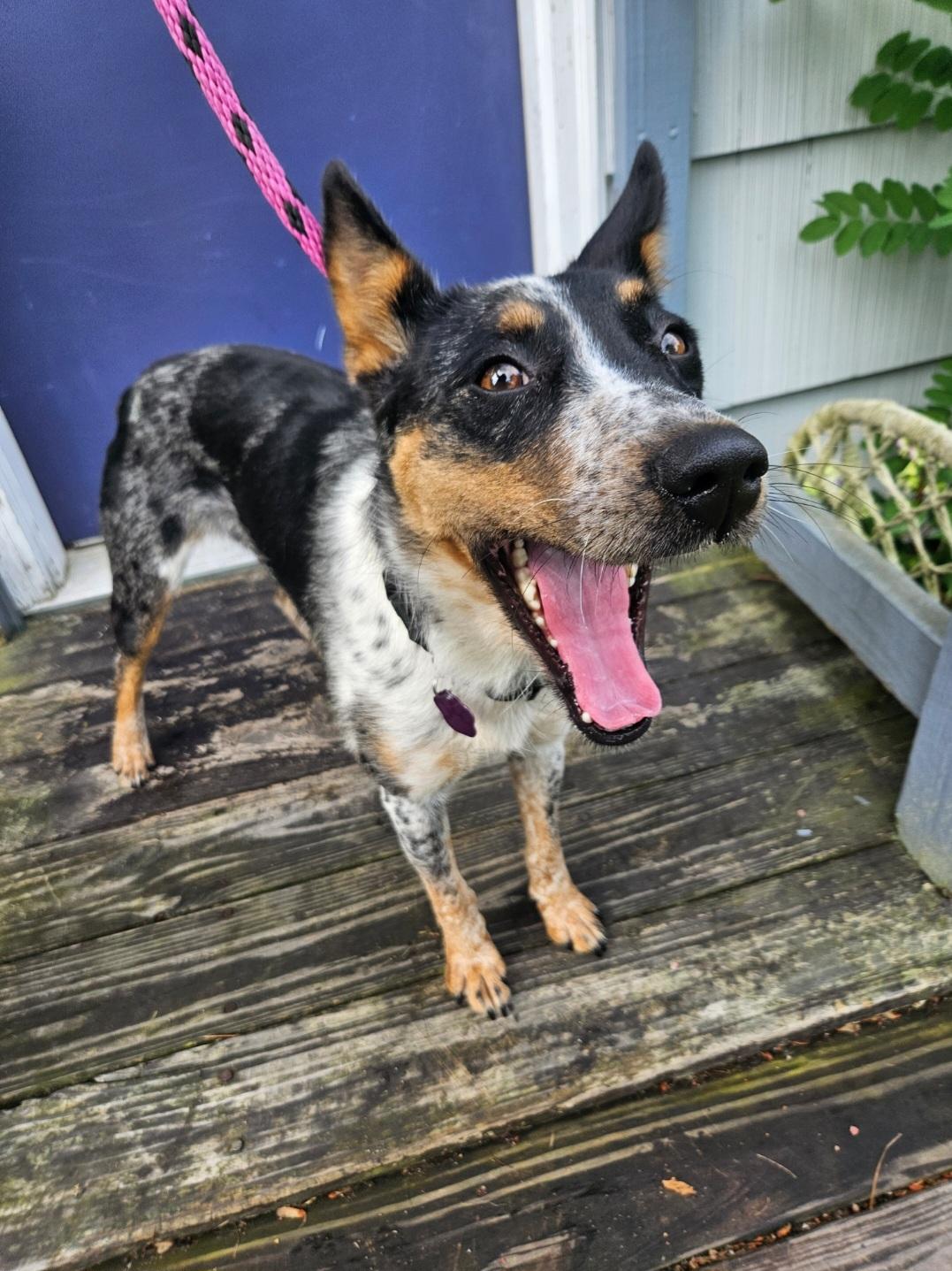 Callie, ADOPTABLE, Young Female Australian Cattle Dog / Blue Heeler.