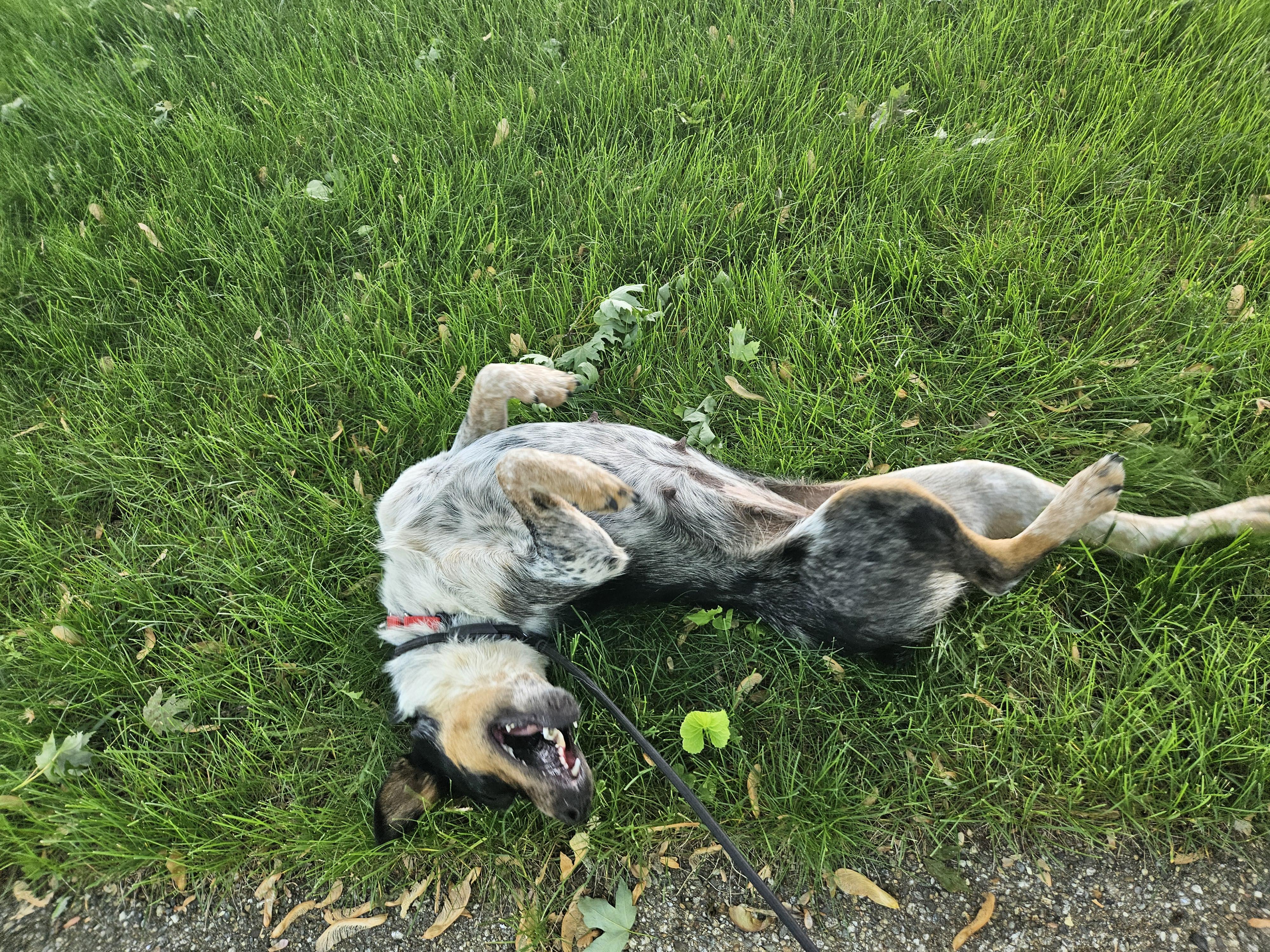 Enlarge Callie, a ADOPTABLE mixed breed in Dover, NH image 3/5