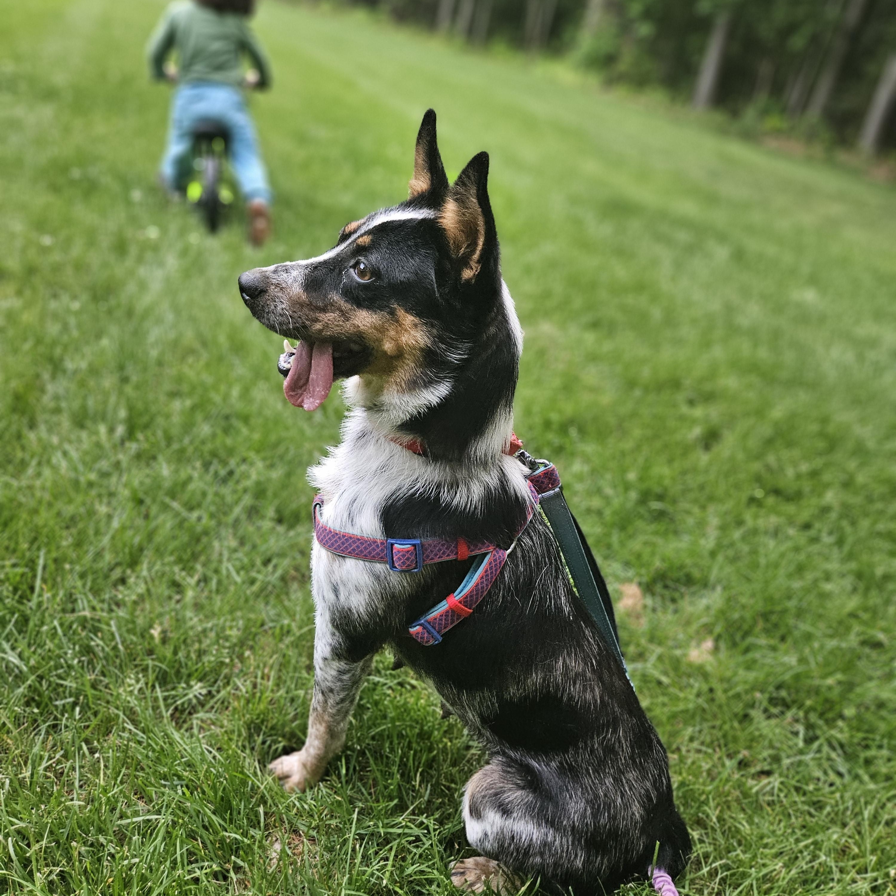 Enlarge Callie, a ADOPTABLE mixed breed in Dover, NH image 5/5