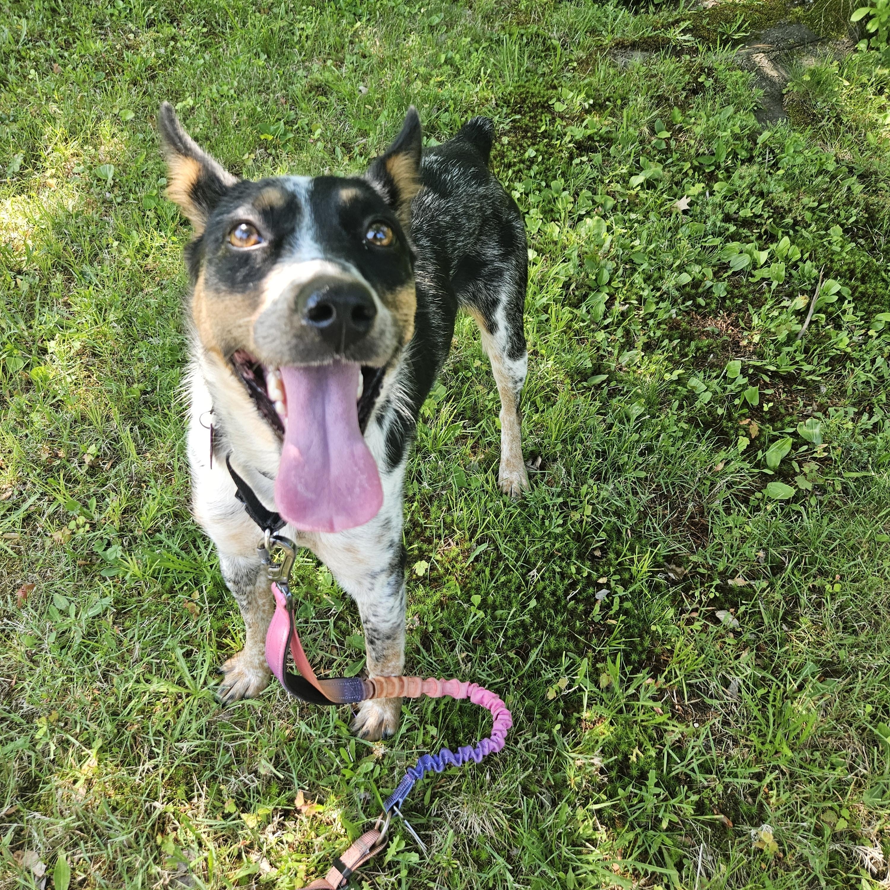 Callie, a ADOPTABLE mixed breed in Dover, NH image 3/4