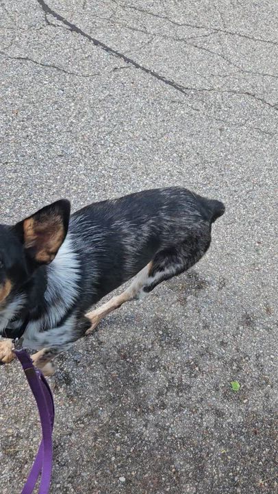 Enlarge Callie, a ADOPTABLE mixed breed in Dover, NH video 4/4