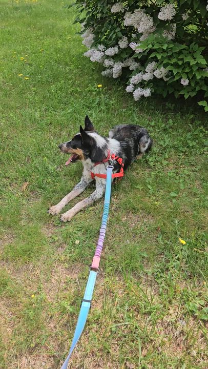 Enlarge Callie, a ADOPTABLE mixed breed in Dover, NH video 2/5