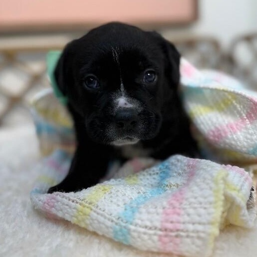 Ducky Love — thumbnail 3