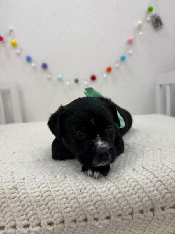 Ducky Love — thumbnail 4