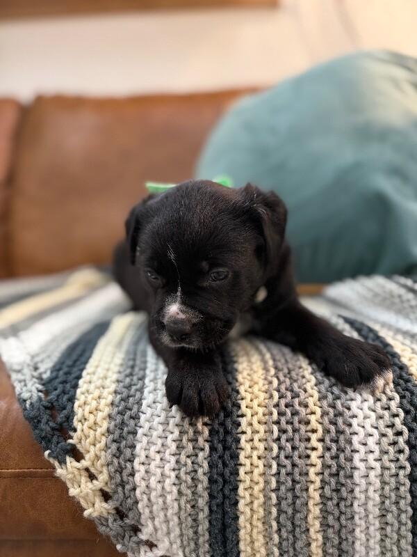 Ducky Love — thumbnail 5