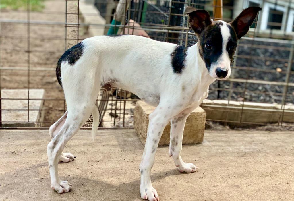 Thorfinn, Adoptable, Puppy Male Rat Terrier & Mixed Breed.