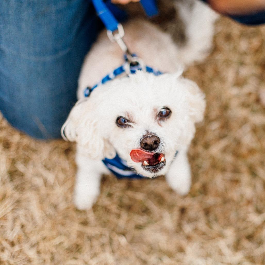 Enlarge Buster, a Adoptable mixed breed in Saint Cloud, MN image 1/5