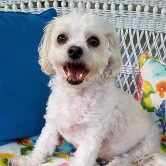 Enlarge Buster, a Adoptable mixed breed in Saint Cloud, MN image 2/5