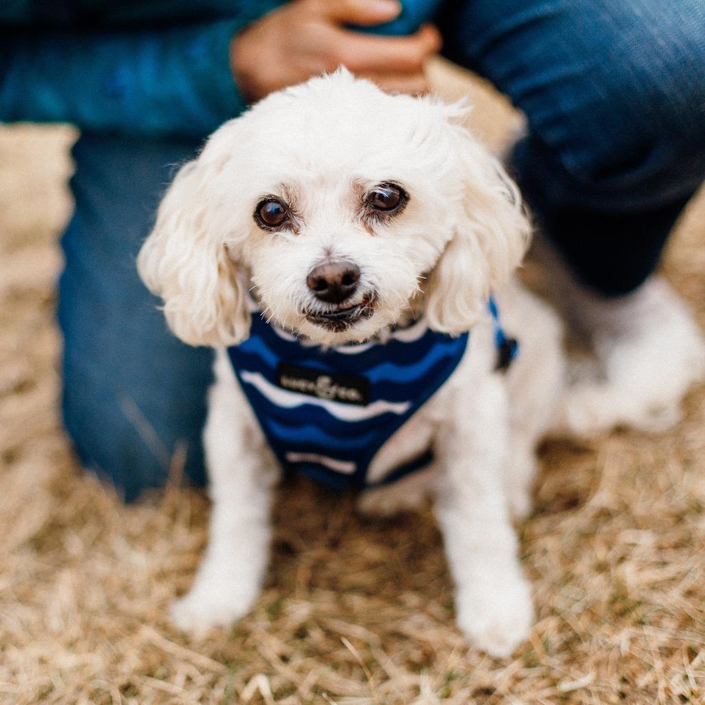 Enlarge Buster, a Adoptable mixed breed in Saint Cloud, MN image 3/5