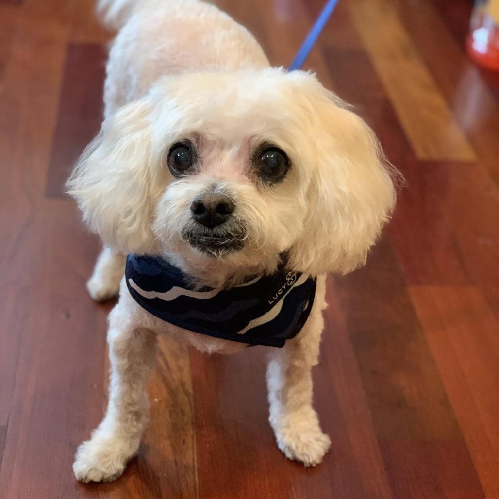 Enlarge Buster, a Adoptable mixed breed in Saint Cloud, MN image 4/5