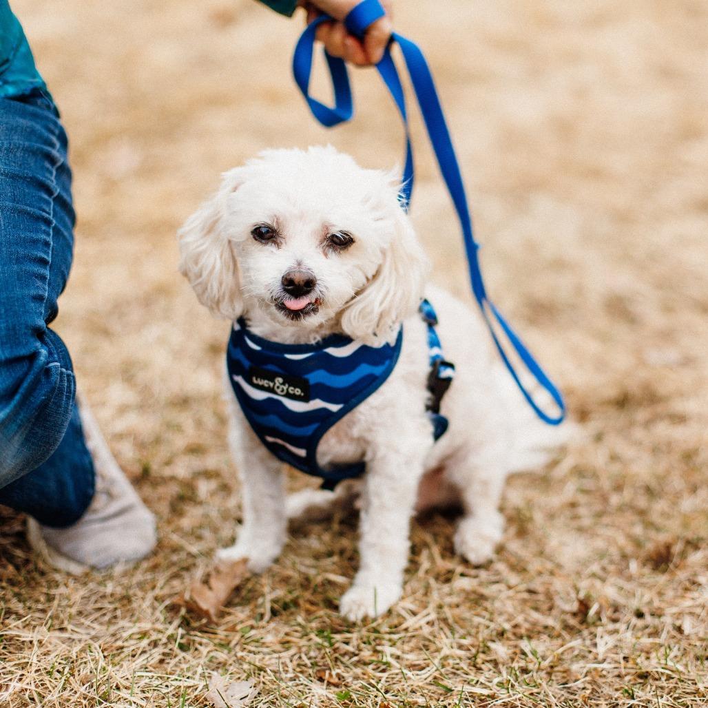 Enlarge Buster, a Adoptable mixed breed in Saint Cloud, MN image 5/5