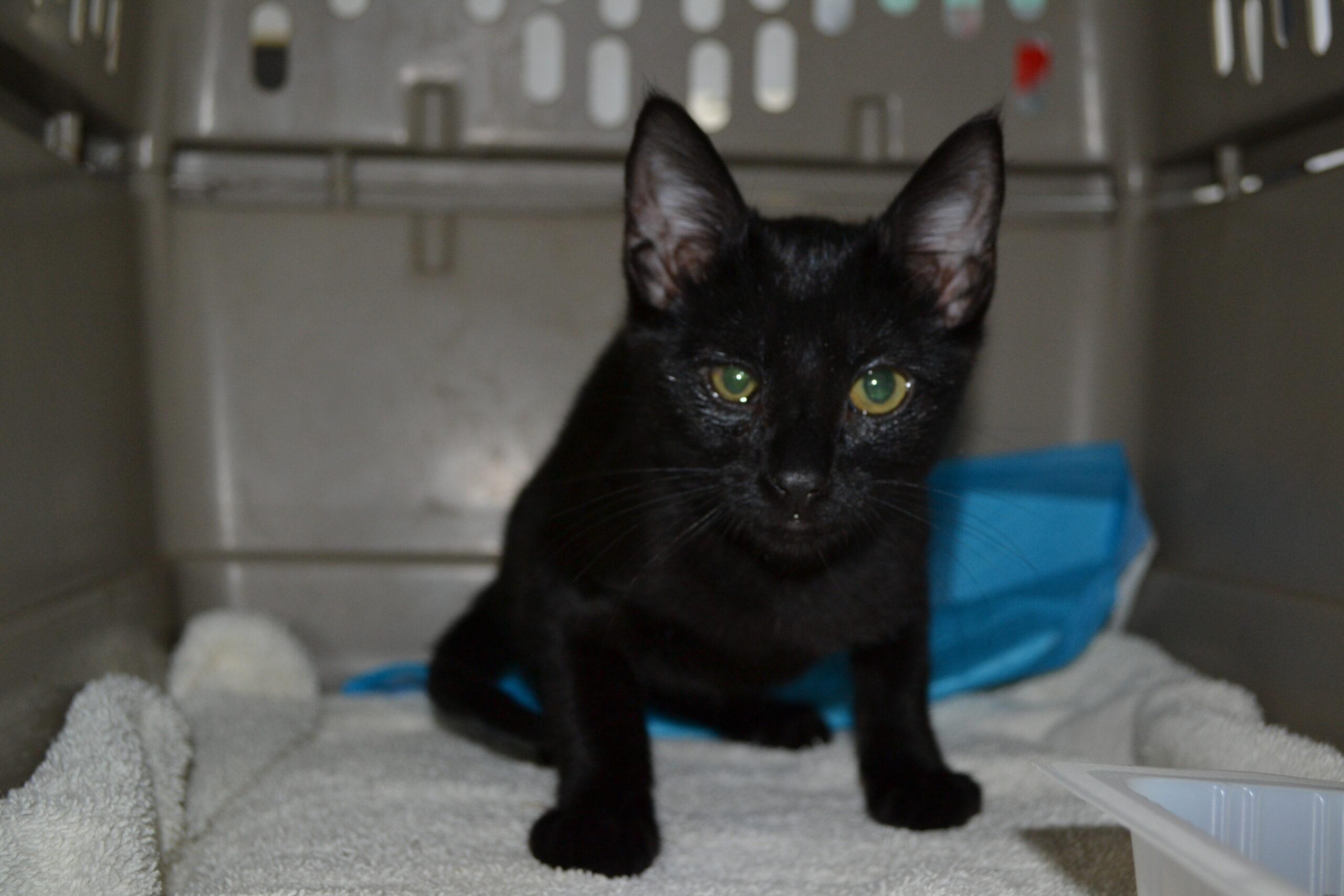 Lenszy, Adoptable, Kitten Female Domestic Short Hair.