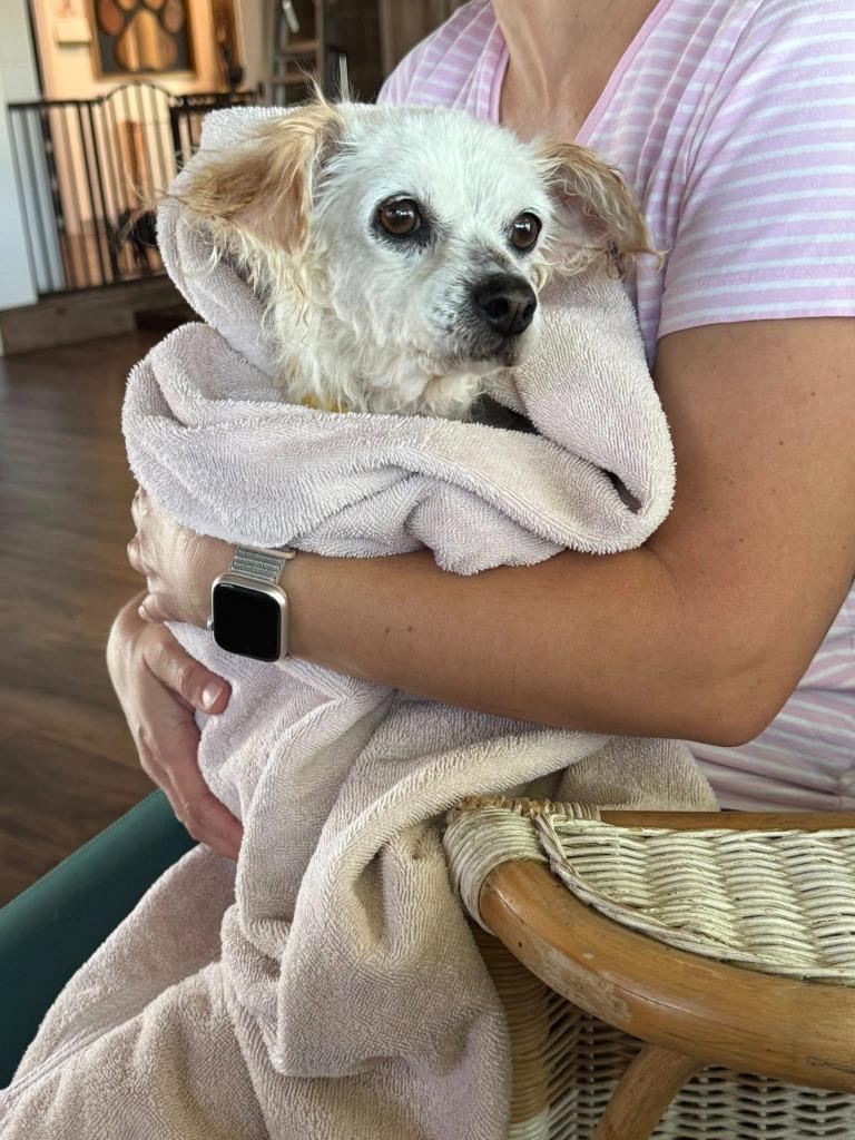 Enlarge Rowena, a Adoptable mixed breed in El Cajon, CA image 1/6