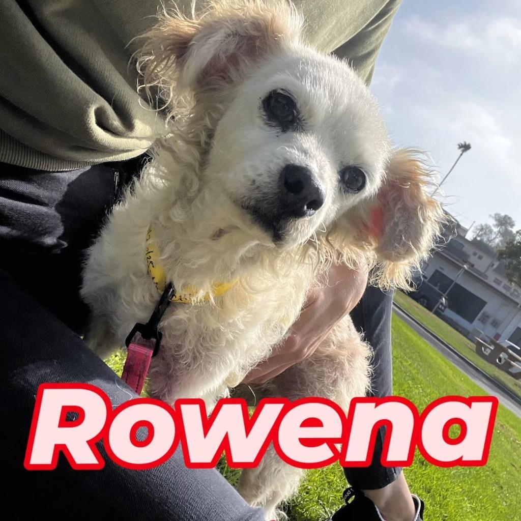 Enlarge Rowena, a Adoptable mixed breed in El Cajon, CA image 2/6