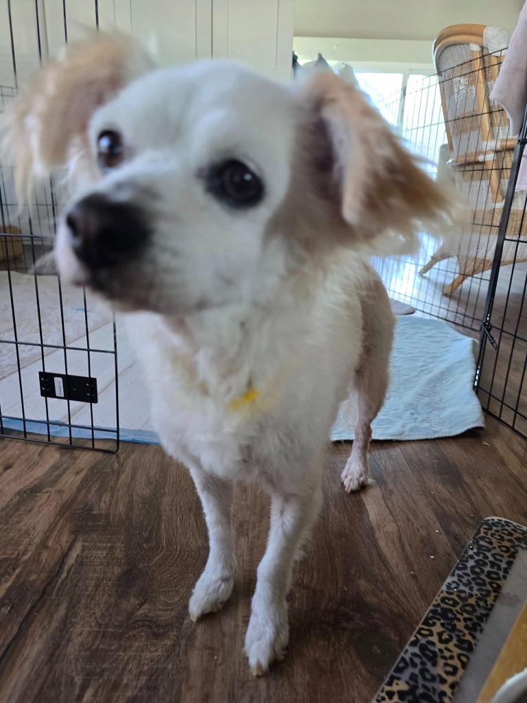 Enlarge Rowena, a Adoptable mixed breed in El Cajon, CA image 3/6