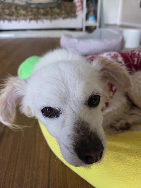 Enlarge Rowena, a Adoptable mixed breed in El Cajon, CA image 4/6