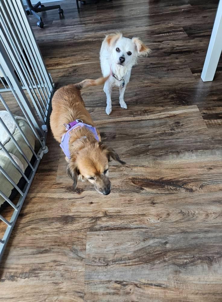 Enlarge Rowena, a Adoptable mixed breed in El Cajon, CA image 5/6