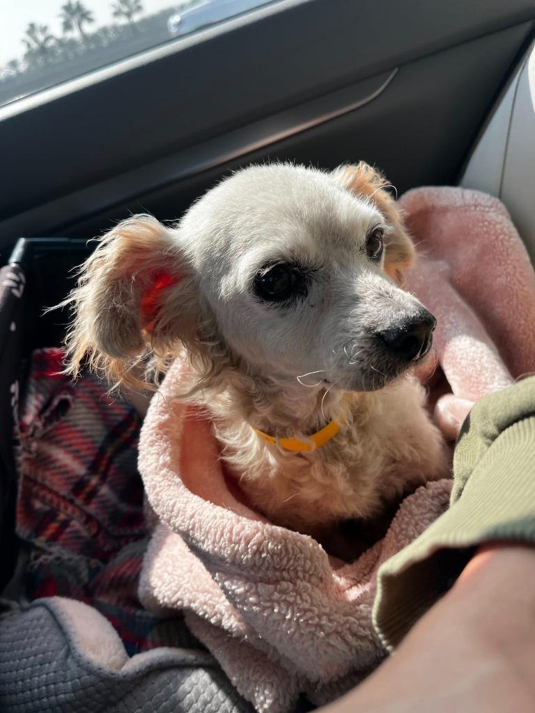 Enlarge Rowena, a Adoptable mixed breed in El Cajon, CA image 6/6