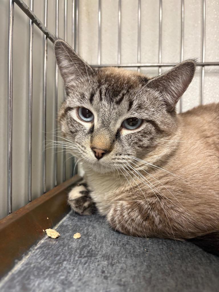 Himmel, Adoptable, Young Male Siamese.