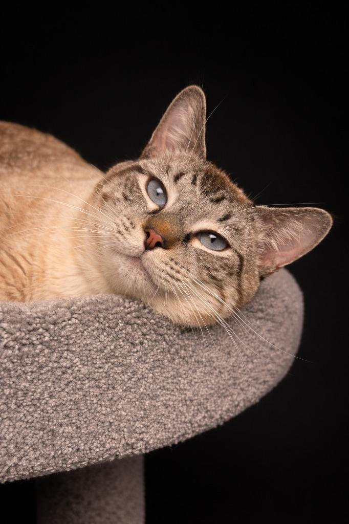 Enlarge Himmel, a Adoptable Siamese in Rock Springs, WY image 2/2