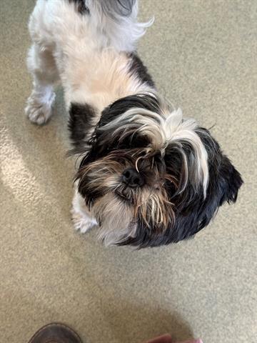 Enlarge CHATO, a Adoptable Shih Tzu in San Martin, CA image 1/1