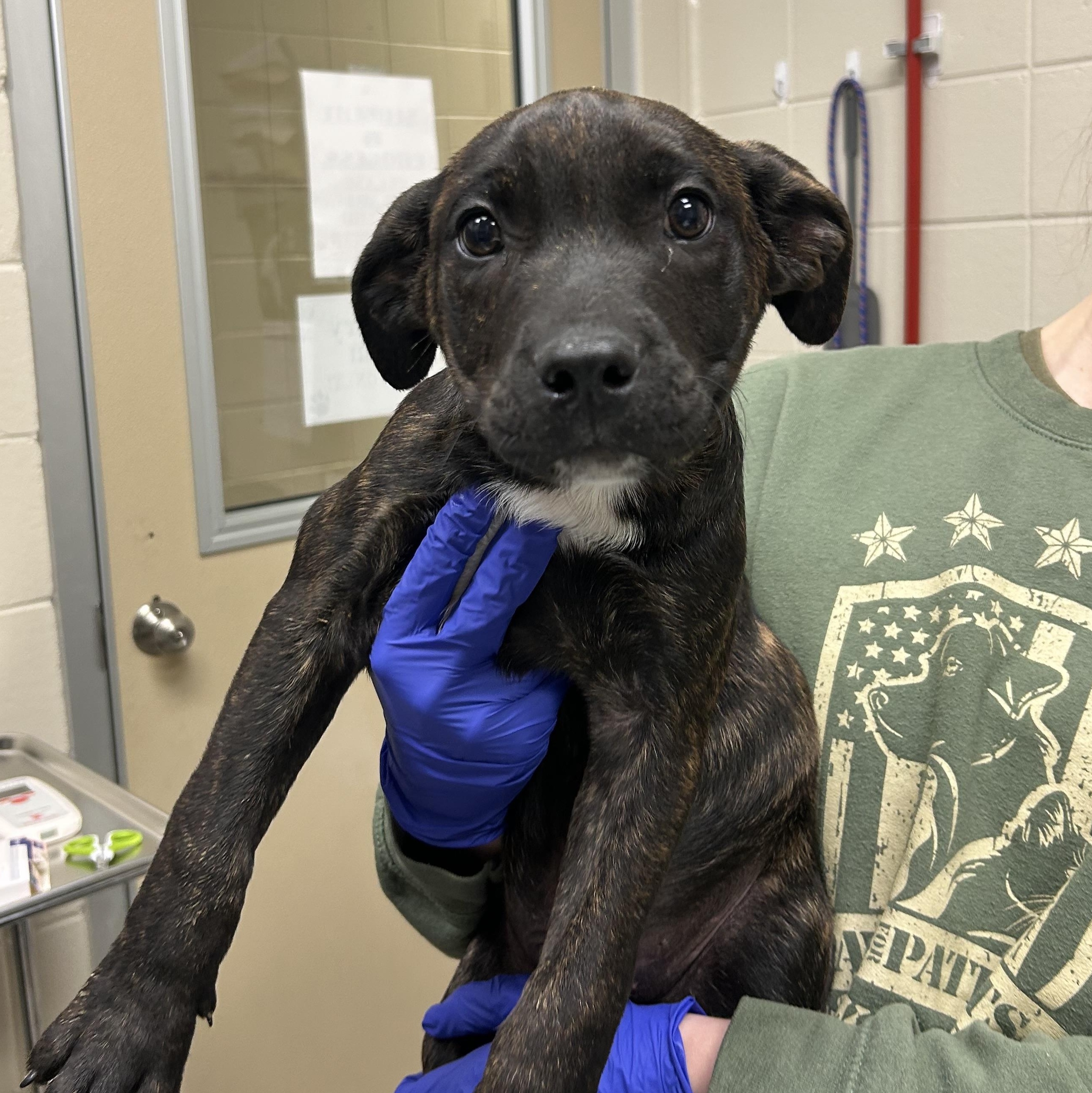 Bonsai, ADOPTABLE, Puppy Male Pit Bull Terrier.