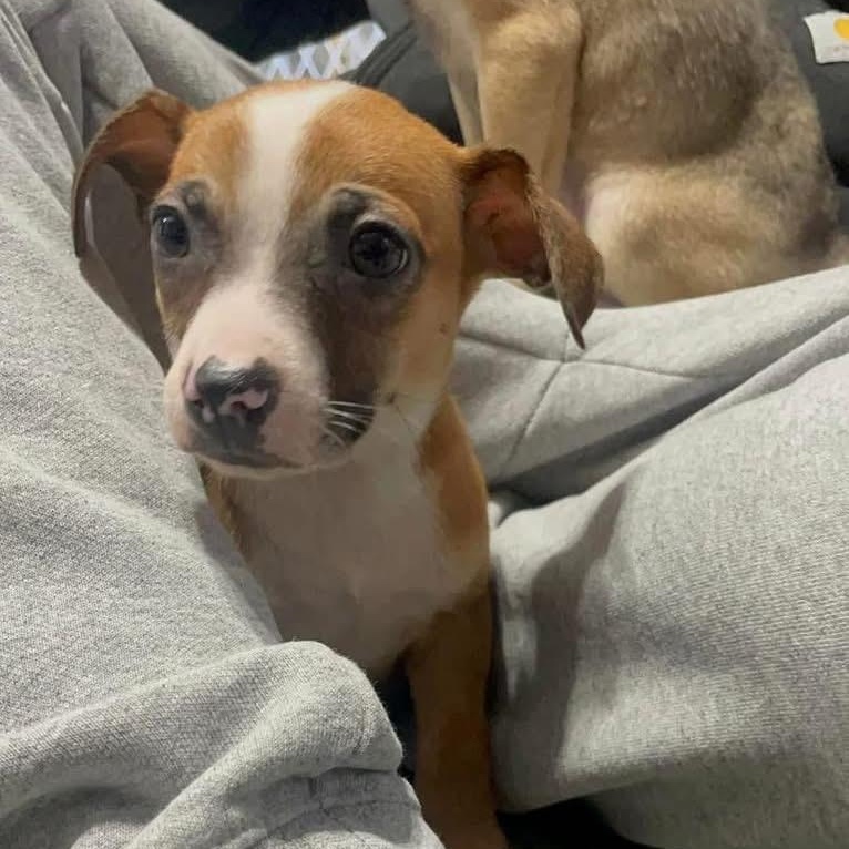 Enlarge Dobby, a ADOPTABLE mixed breed in Yaphank, NY image 5/6