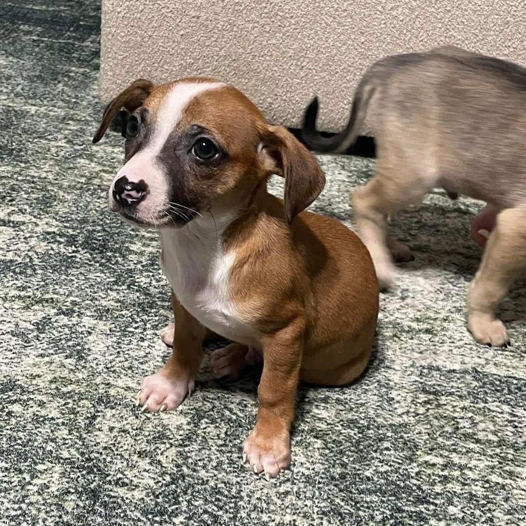 Enlarge Dobby, a ADOPTABLE mixed breed in Yaphank, NY image 4/6