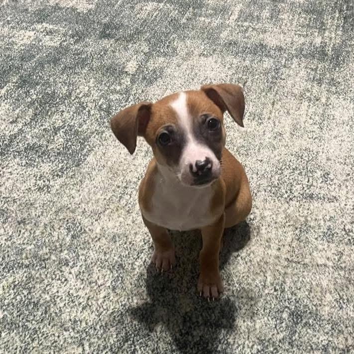 Enlarge Dobby, a ADOPTABLE mixed breed in Yaphank, NY image 2/6