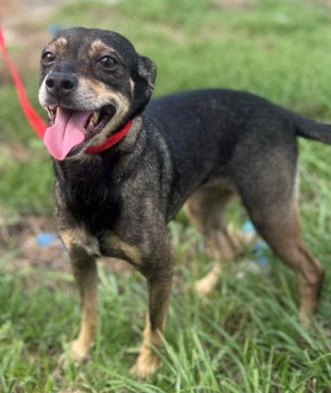 Cleo, Adoptable, Adult Female Chihuahua.