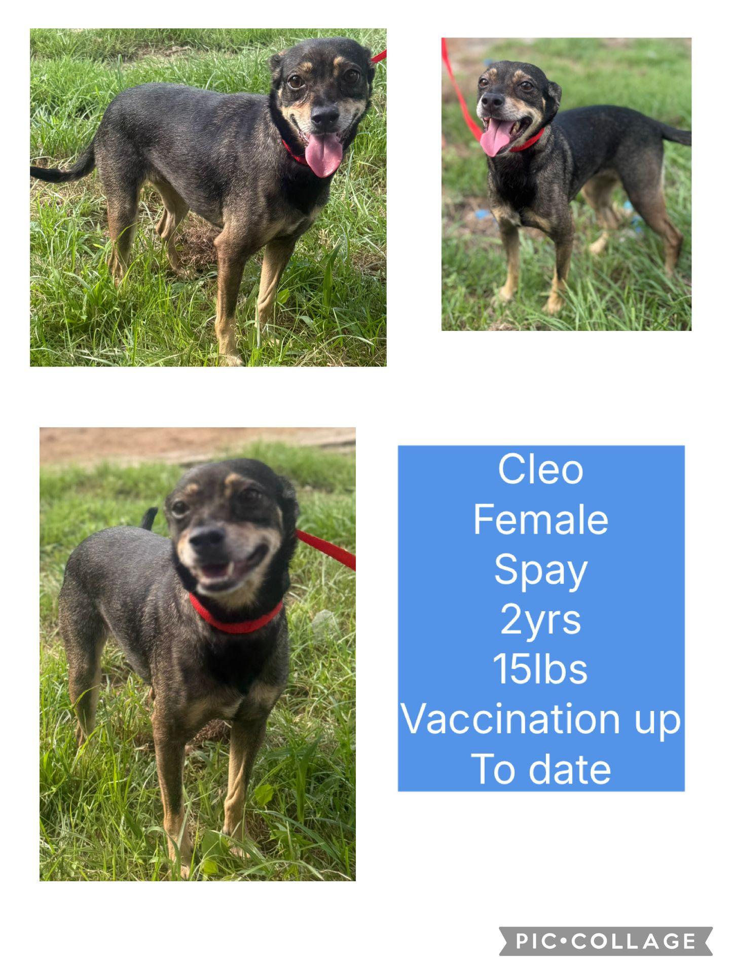 Enlarge Cleo, a Adoptable Chihuahua in Virginia Beach, VA image 1/1