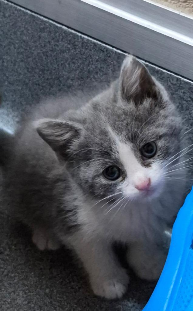 Juliet, adopted, Kitten Female Domestic Short Hair.