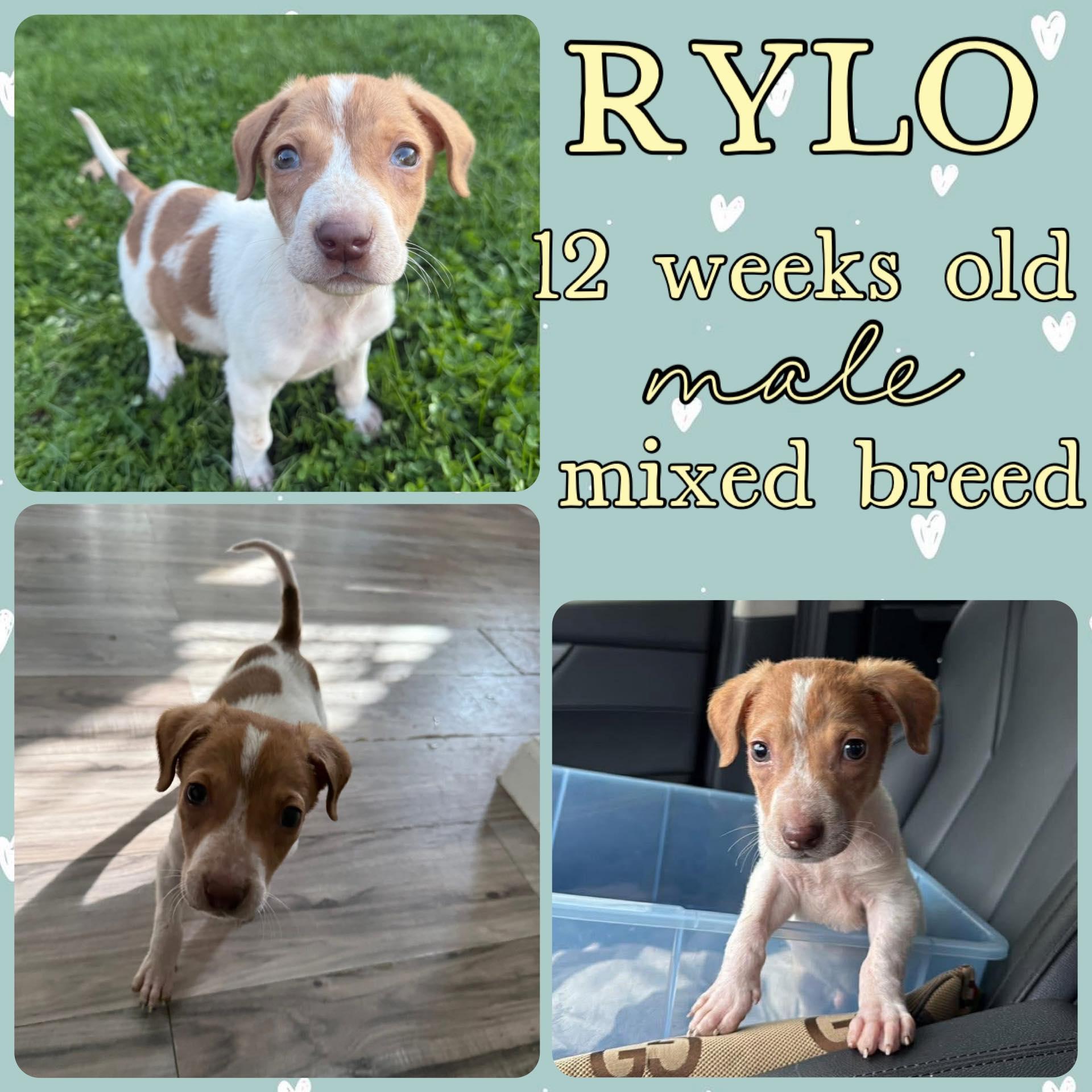 Enlarge Rylo, a ADOPTABLE mixed breed in Grantville, PA image 1/1