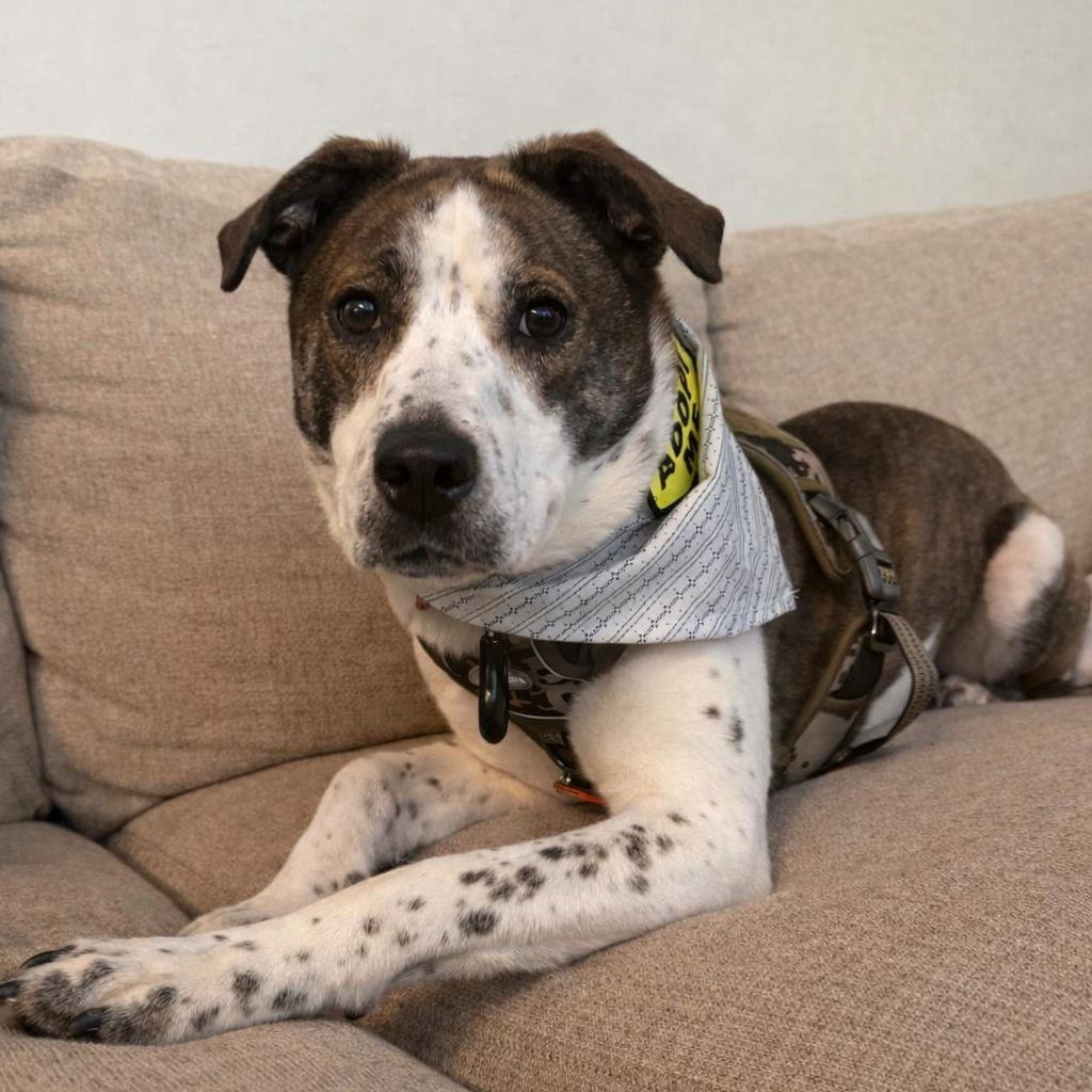 Merit — thumbnail 2