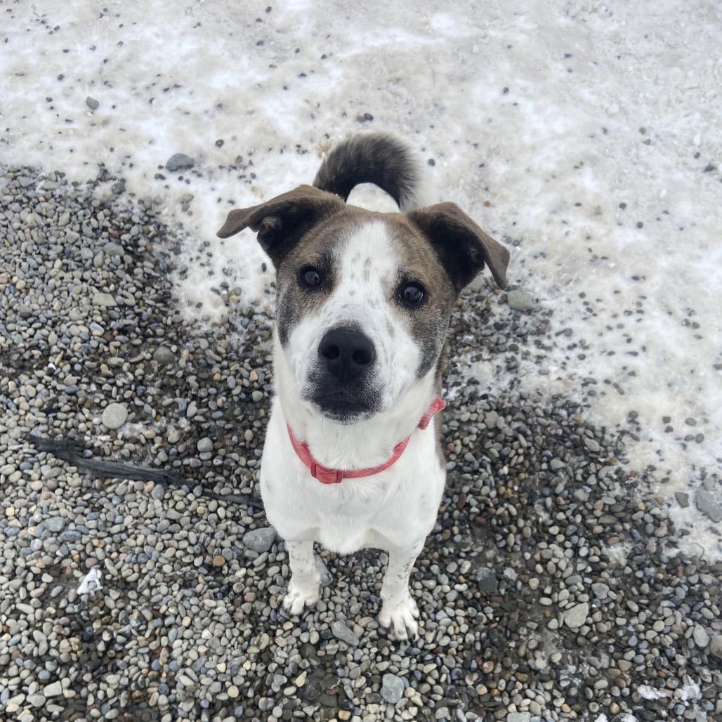 Merit, Adoptable, Young Male Mixed Breed.