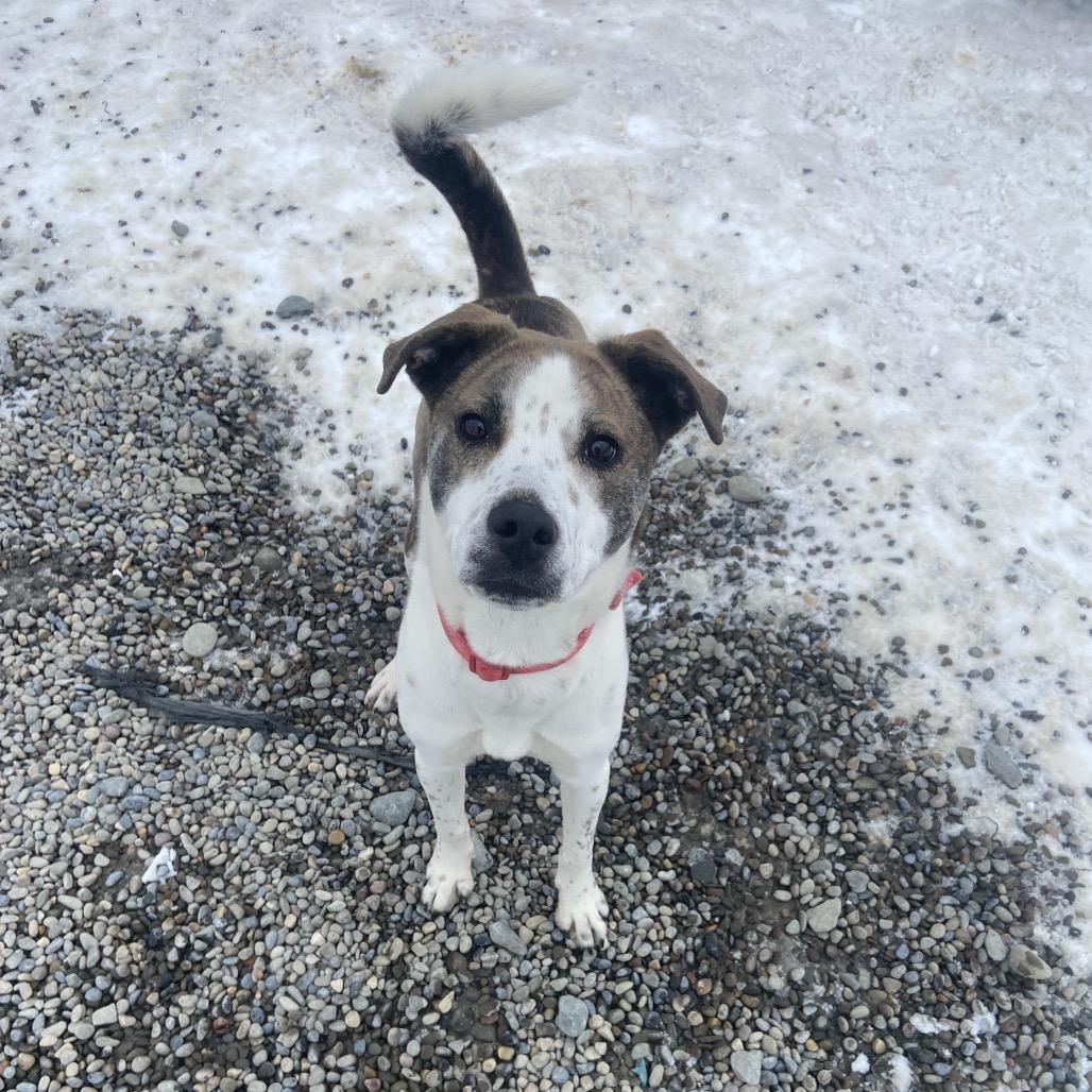 Merit, a Adoptable mixed breed in Binghamton, NY image 3/4