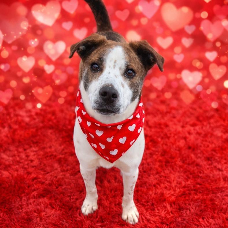 Merit, a Adoptable mixed breed in Binghamton, NY image 4/4