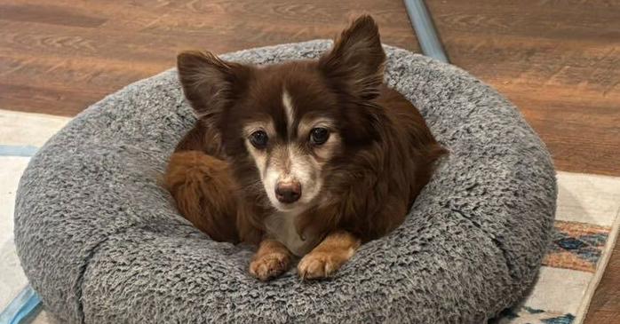 Coco~ — thumbnail 3