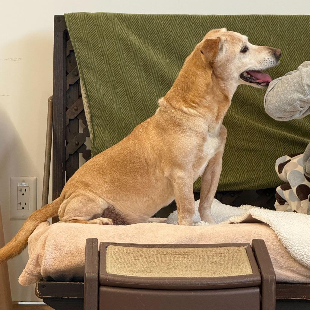 Enlarge Chuck 13845, a Adoptable mixed breed in San Francisco, CA image 1/6