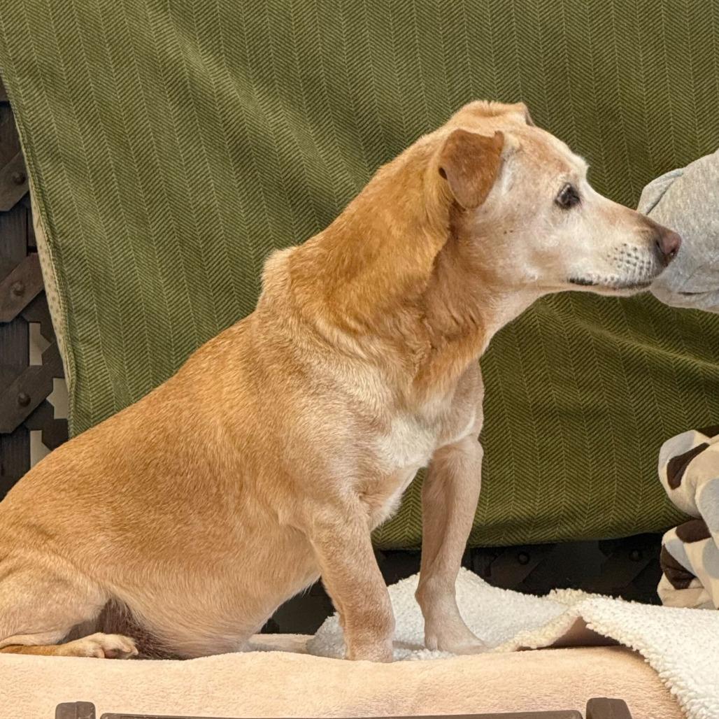 Enlarge Chuck 13845, a Adoptable mixed breed in San Francisco, CA image 2/6