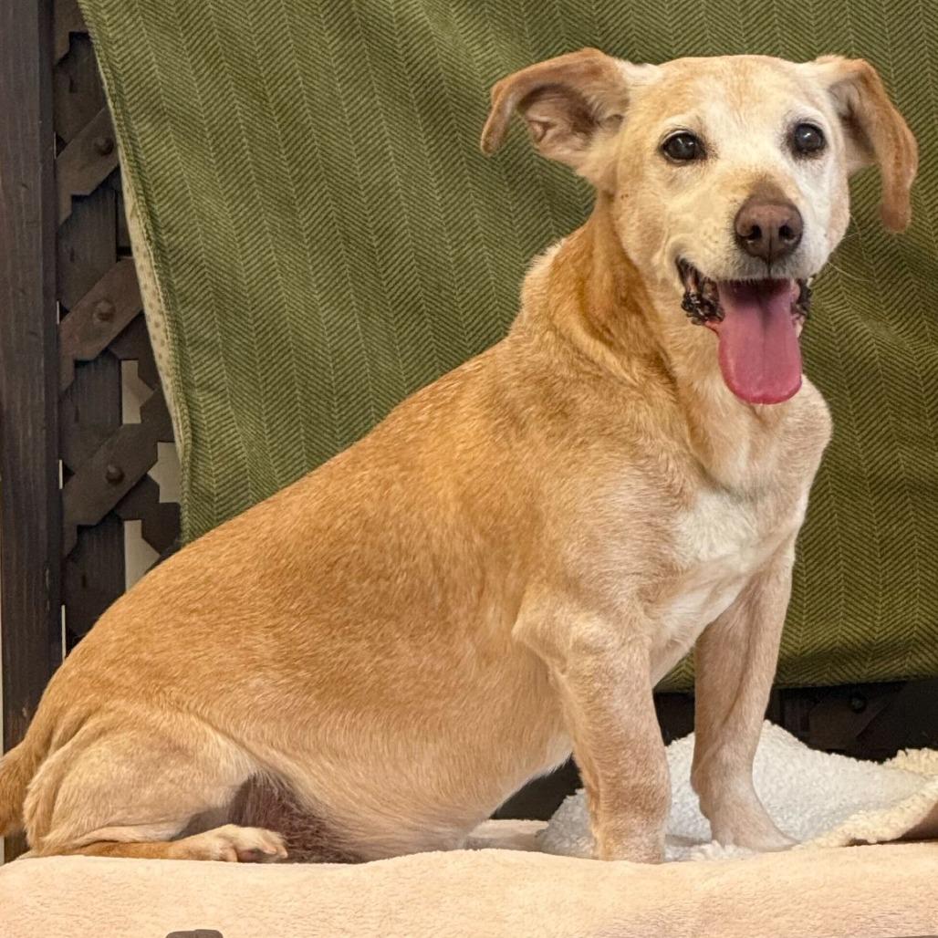 Enlarge Chuck 13845, a Adoptable mixed breed in San Francisco, CA image 3/6