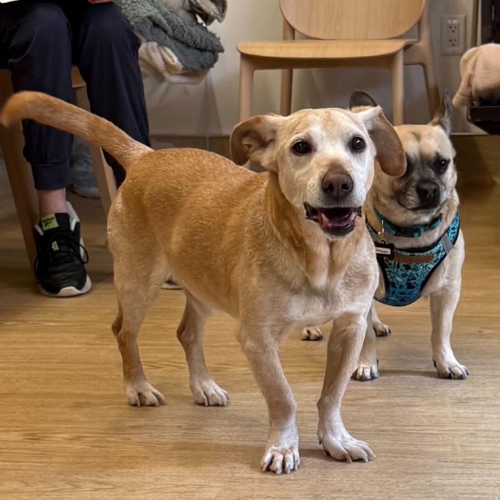 Enlarge Chuck 13845, a Adoptable mixed breed in San Francisco, CA image 4/6