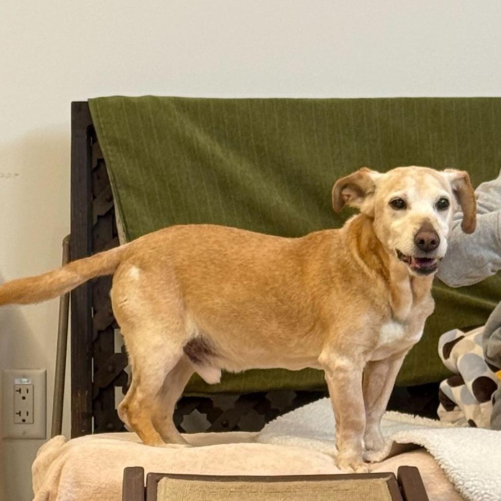 Enlarge Chuck 13845, a Adoptable mixed breed in San Francisco, CA image 5/6