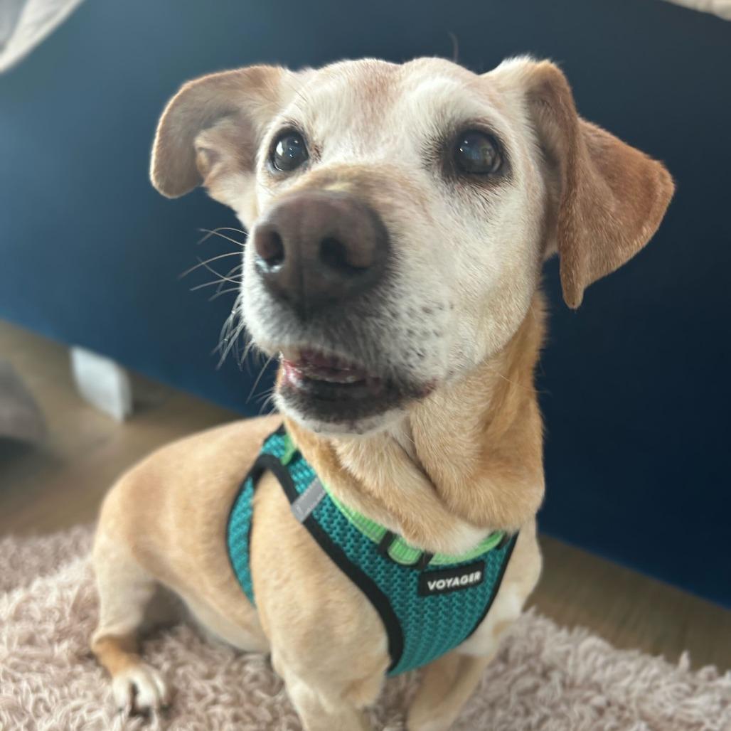 Enlarge Chuck 13845, a Adoptable mixed breed in San Francisco, CA image 6/6