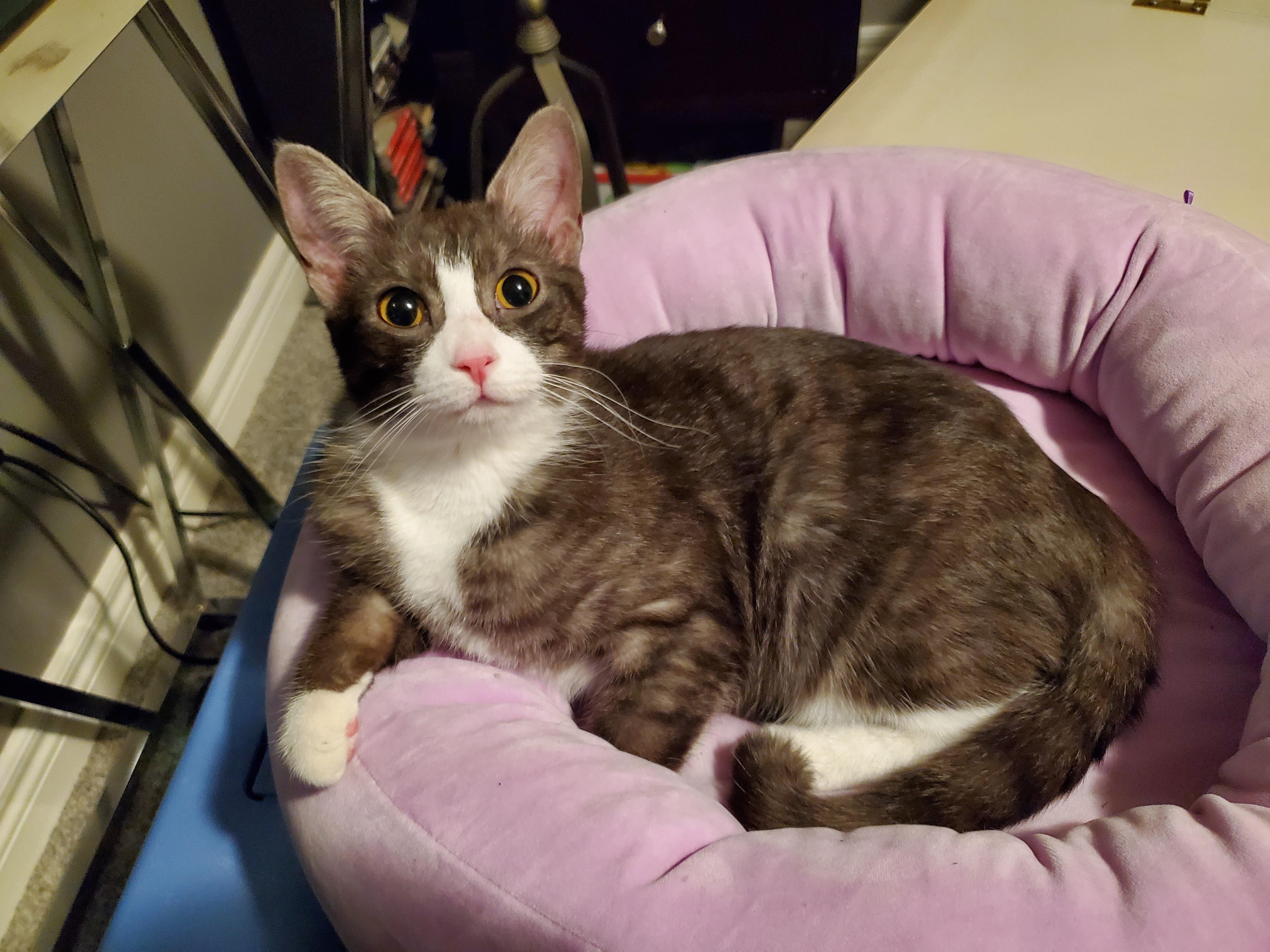 Enlarge Maisey, a Adopted Domestic Short Hair in Waterloo, ON image 1/1